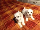 Minnak maltipoo Bebekler