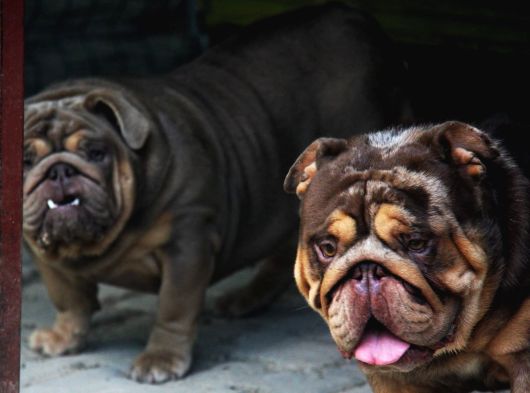 Li̇lactan English Buldog görsel