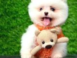 Teacup pomeranian boo sevginin minik hali