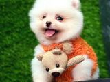 Teacup Pomeranian Boo Sevginin Minik Hali