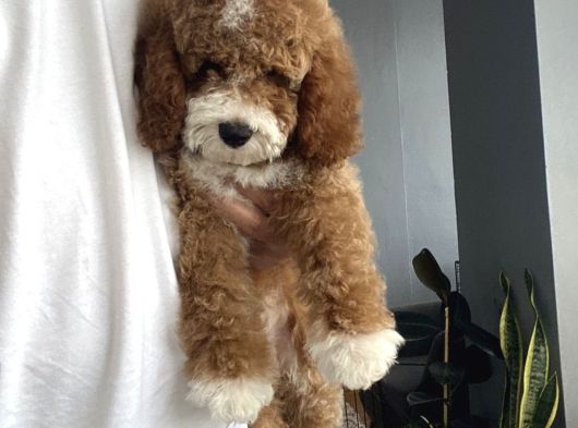 Çi̇ft Renk Mi̇nyatür Labradoodle görsel