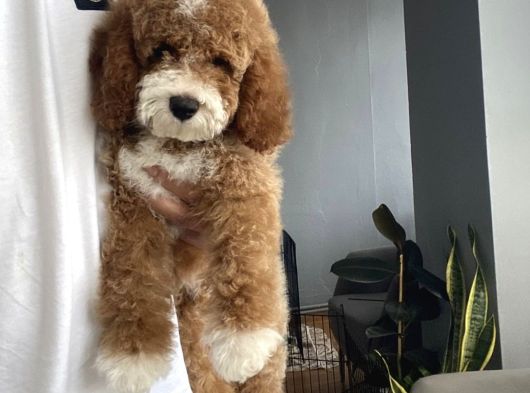Çi̇ft Renk Mi̇nyatür Labradoodle
