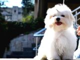 A Kali̇te Kore Maltese Teri̇er Yavrular