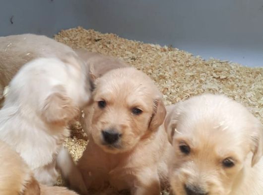 Bebek Surat  A Kalte Orji̇nal Golden Yavrular görsel