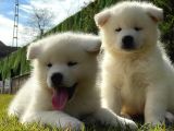 Japon Aki̇ta Inu Yavrulari̇ İstanbul