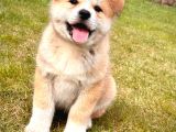 Japon Aki̇ta Inu Yavrulari̇ İstanbul