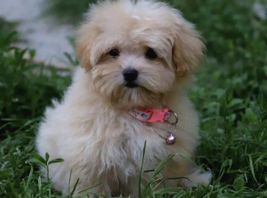 Her Boy Her Renk Müthi̇ş Güzelli̇kte Malti̇poo Yavrular görsel