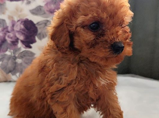 Her Renk Her Boy Her Fi̇yat Orji̇nal Toy Poodle