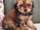 Her Renk Her Boy Her Fi̇yat Orji̇nal Toy Poodle