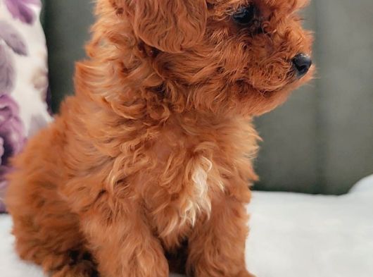 Her Renk Her Boy Her Fi̇yat Orji̇nal Toy Poodle görsel