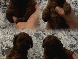 Her Renk Her Boy Her Fi̇yat Orji̇nal Toy Poodle