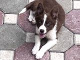 Kızıl bordercollie yavrular
