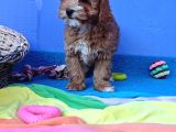Her Boy Her Renk Müthi̇ş Güzelli̇kte Malti̇poo Yavrular