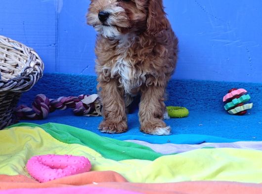 Her Boy Her Renk Müthi̇ş Güzelli̇kte Malti̇poo Yavrular görsel