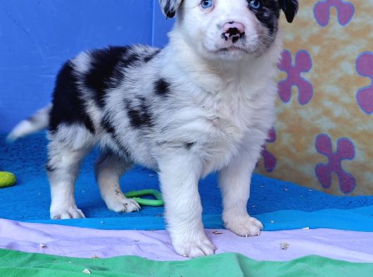 Blue Merle Orji̇nal Gerçek Border Coli̇e Yavrular görsel