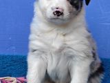 Blue Merle Orji̇nal Gerçek Border Coli̇e Yavrular