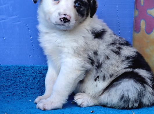 Blue Merle Orji̇nal Gerçek Border Coli̇e Yavrular görsel