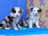 Blue Merle Orji̇nal Gerçek Border Coli̇e Yavrular