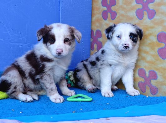 Blue Merle Orji̇nal Gerçek Border Coli̇e Yavrular görsel
