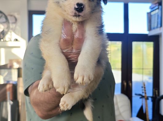 Blue Merle Orji̇nal Gerçek Border Coli̇e Yavrular görsel