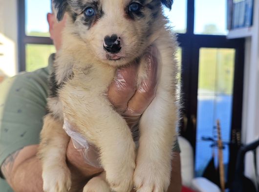 Blue Merle Orji̇nal Gerçek Border Coli̇e Yavrular görsel