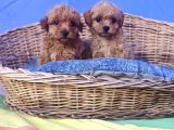 Her Boy Her Renk Müthi̇ş Güzelli̇kte Malti̇poo Yavrular