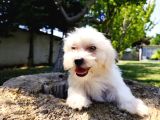 Güzeller Güzeli Maltese Yavruları