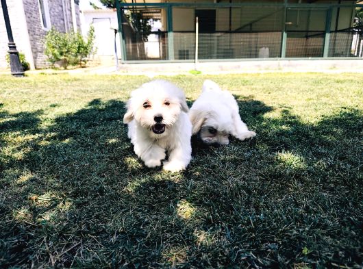 Güzeller Güzeli Maltese Yavruları