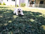 Güzeller Güzeli Maltese Yavruları