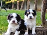 HER RENK HER BOY A KALİTE MORKİE YAVRULAR