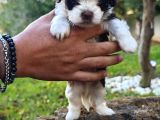 Her Renk Her Boy A Kali̇te Morki̇e Yavrular
