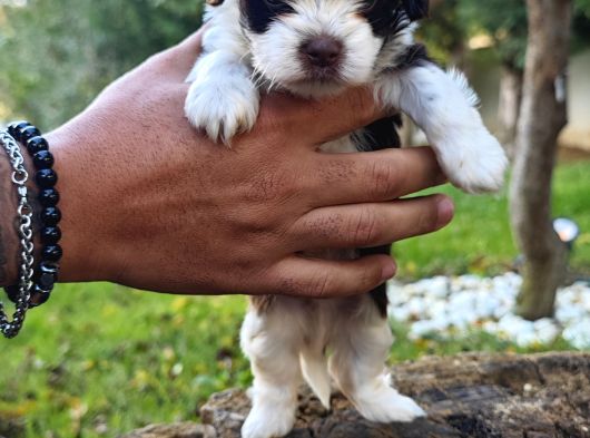 Her Renk Her Boy A Kali̇te Morki̇e Yavrular görsel