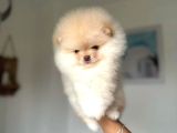 Teacup Pomeranian Boo Sevginin Minik Hali