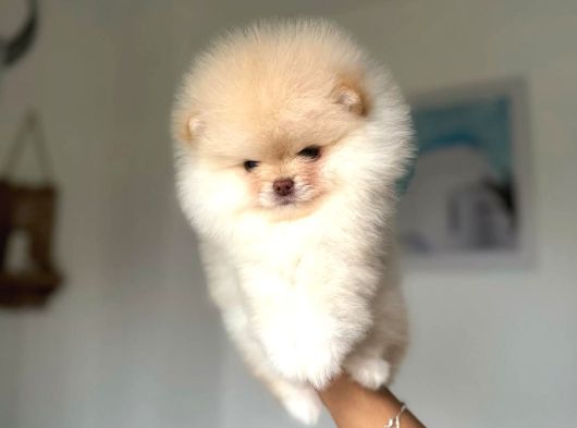 Teacup Pomeranian Boo Sevginin Minik Hali görsel