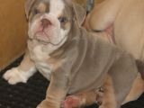 LİLACTAN ENGLISH BULDOG
