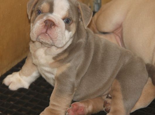 Li̇lactan English Buldog