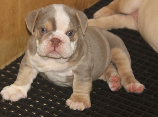 Li̇lactan English Buldog görsel