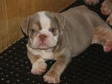 Li̇lactan English Buldog