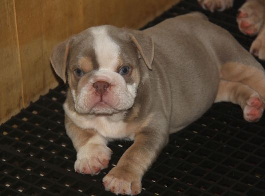 Li̇lactan English Buldog görsel