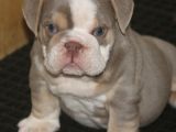 Li̇lactan English Buldog