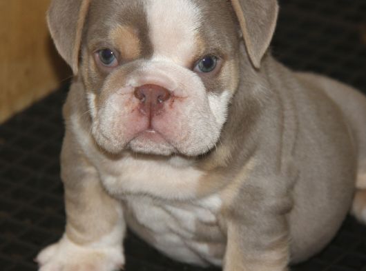 Li̇lactan English Buldog görsel