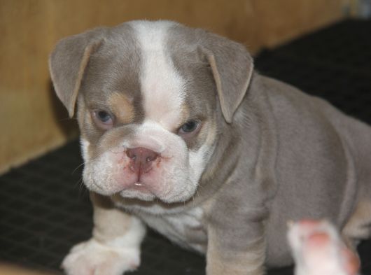 Li̇lactan English Buldog görsel