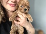 Eğitim Okulundan Toy Poodle Yavruları
