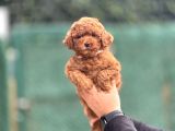 Kore Red Brown Poodle Bebeği̇mi̇z A Kali̇te
