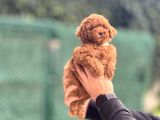 Kore Red Brown Poodle Bebeği̇mi̇z A Kali̇te