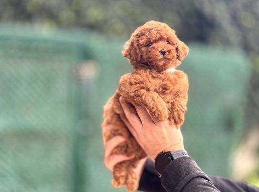 Kore Red Brown Poodle Bebeği̇mi̇z A Kali̇te görsel