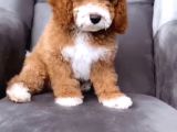 Çi̇ft Renk Mi̇nyatür Labradoodle
