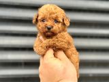Kore Poodle Yavrumuz A Kali̇te Aşili