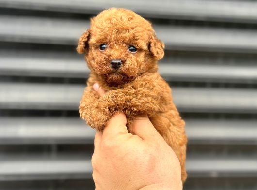 Kore Poodle Yavrumuz A Kali̇te Aşili görsel