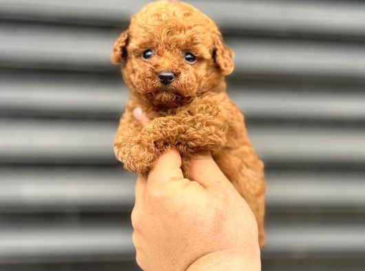 Kore Poodle Yavrumuz A Kali̇te Aşili görsel